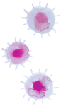 ウイルス