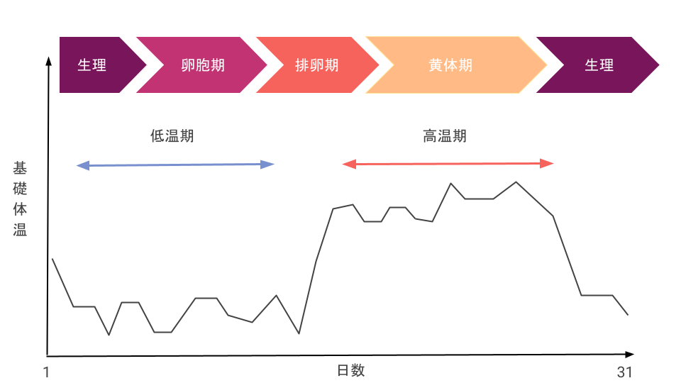 基礎体温のグラフ